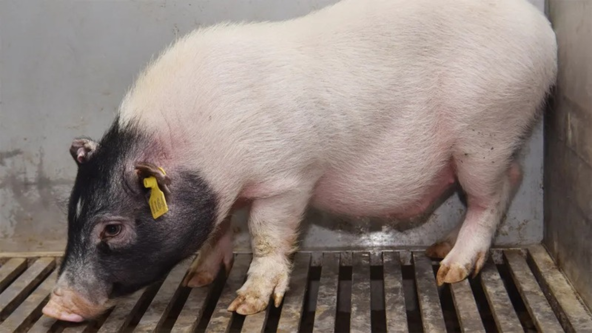 pig kidney and liver transplants