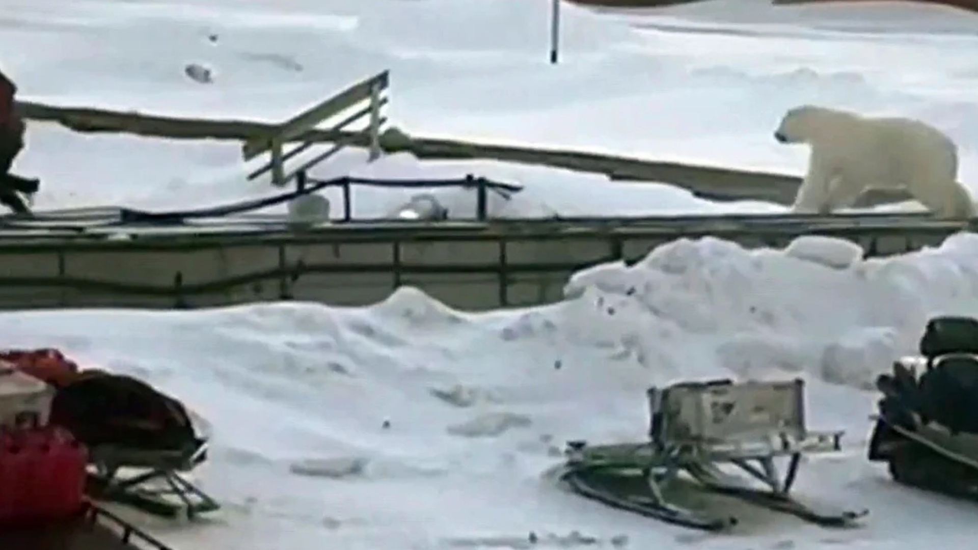 charging polar bear escape