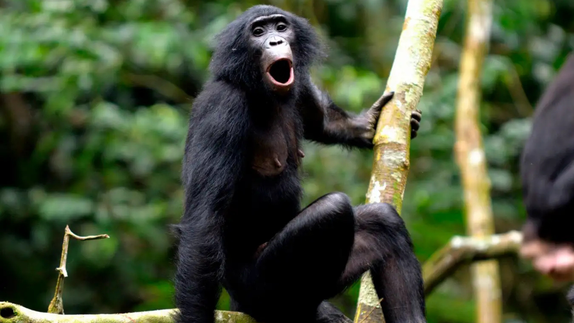Bonobo communication study