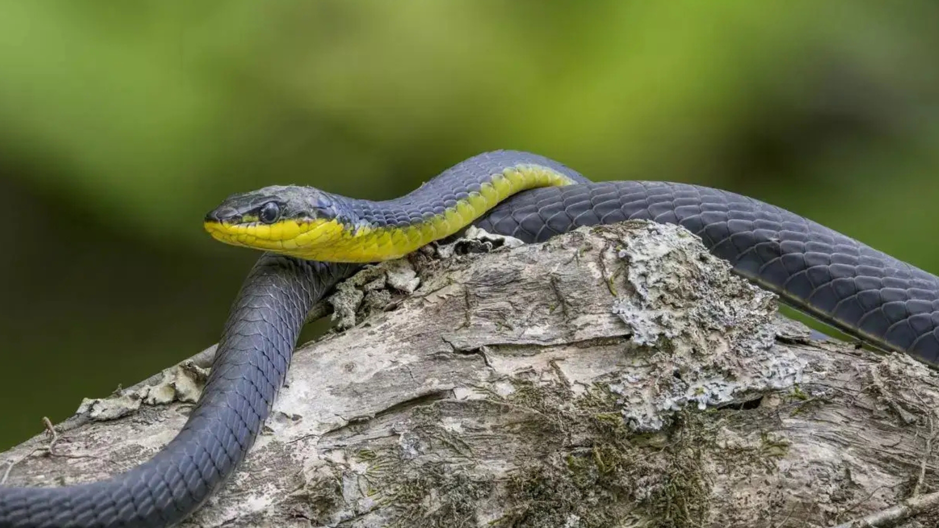 New snake species discovered