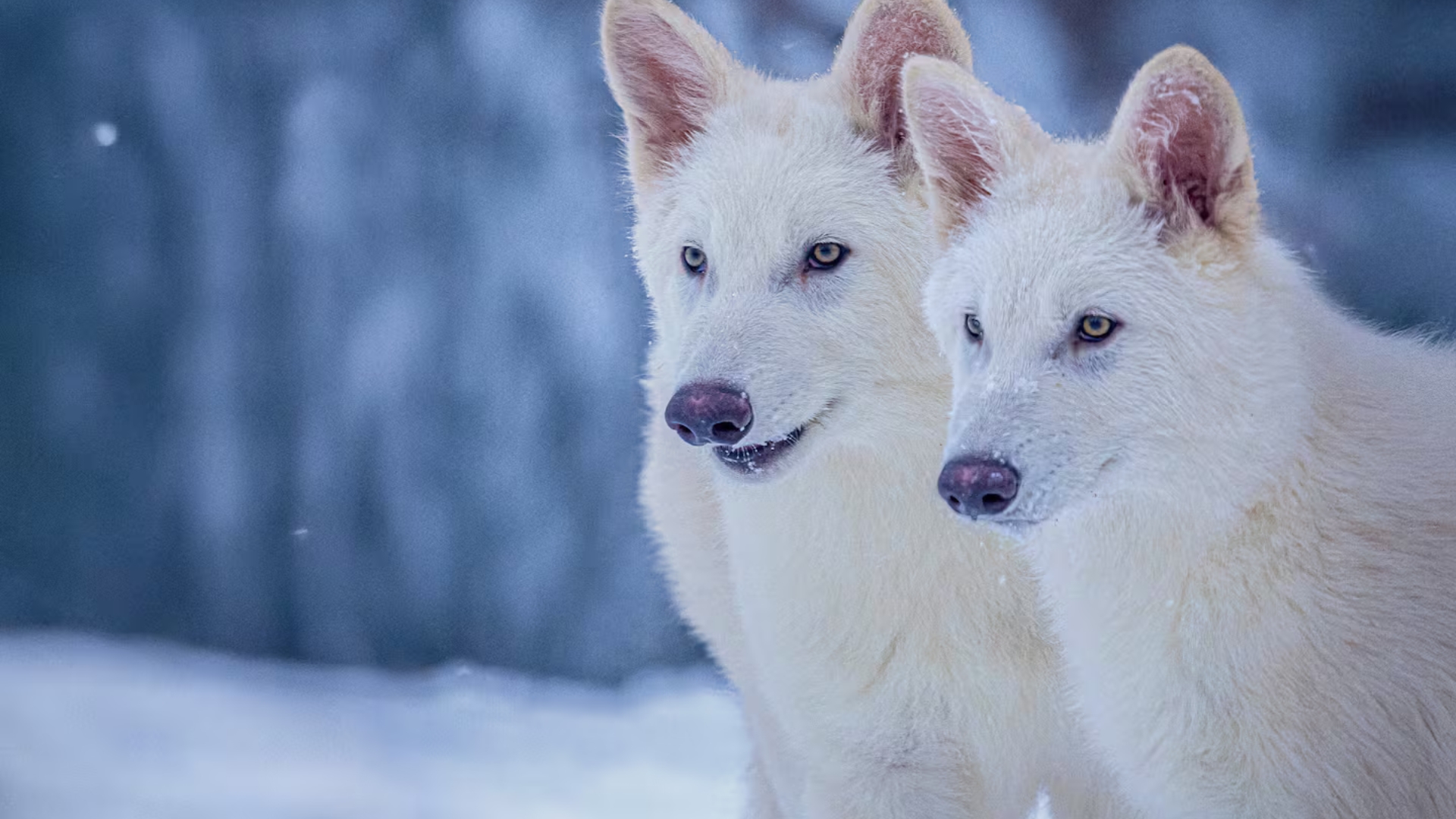genetically engineered dire wolves